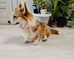 Собаки в Воронеже: Вельш корги пемброк девочка Девочка, 30 000 руб. - фото 7
