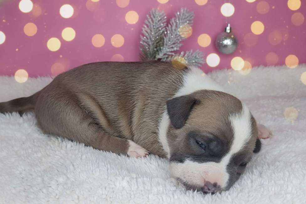 Собаки в Хабаровске: Девочка амстафф голубо-палевая Девочка, 45 000 руб. - фото 3