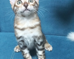 Кошки в Чехове: Чистокровный бенгальский котик Мальчик, 37 000 руб. - фото 4