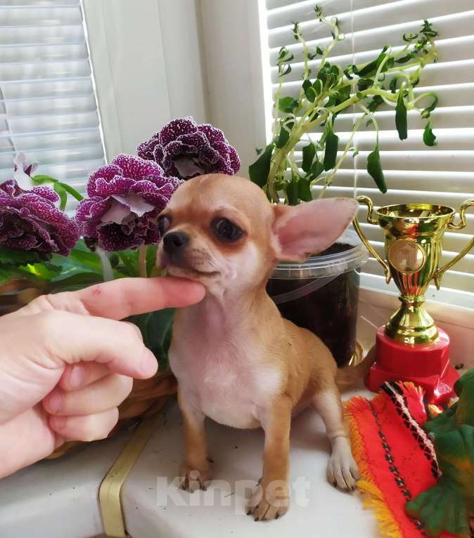 Собаки в Москве: Рыжая небольшая красавица  Девочка, 60 000 руб. - фото 5