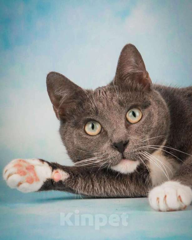 Кошки в Солнечногорске: Ласковая Лекси Девочка, Бесплатно - фото 2