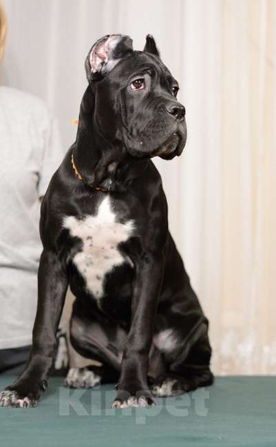 Собаки в Воронеже: Кане корсо, девочка Девочка, 60 000 руб. - фото 1