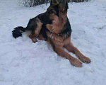 Собаки в Новотроицке: Вязка, 1 руб. - фото 4