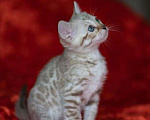 Кошки в Самаре: Бенгальские котятки минк окраса, 20 000 руб. - фото 3