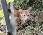 Кошки в Химках: Котёнок ищет дом Мальчик, Бесплатно - фото 5