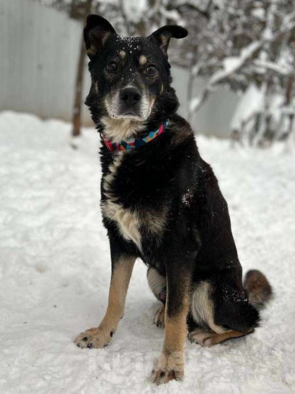 Собаки в Москве: Старичок Тео Мальчик, Бесплатно - фото 4