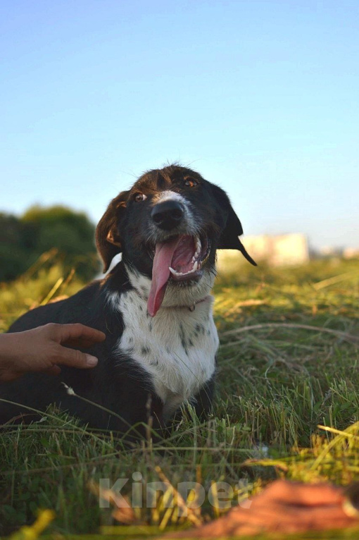Собаки в Рязани: Зита - метис дратхаара. Девочка, Бесплатно - фото 3