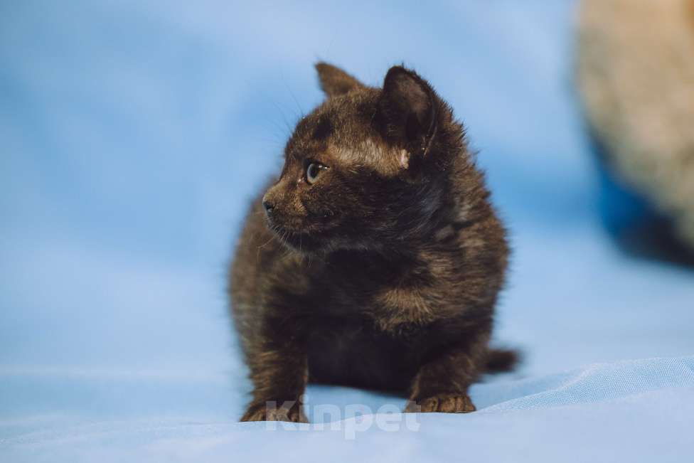 Кошки в Москве: Котенок девочка в добрые руки Девочка, 10 руб. - фото 4