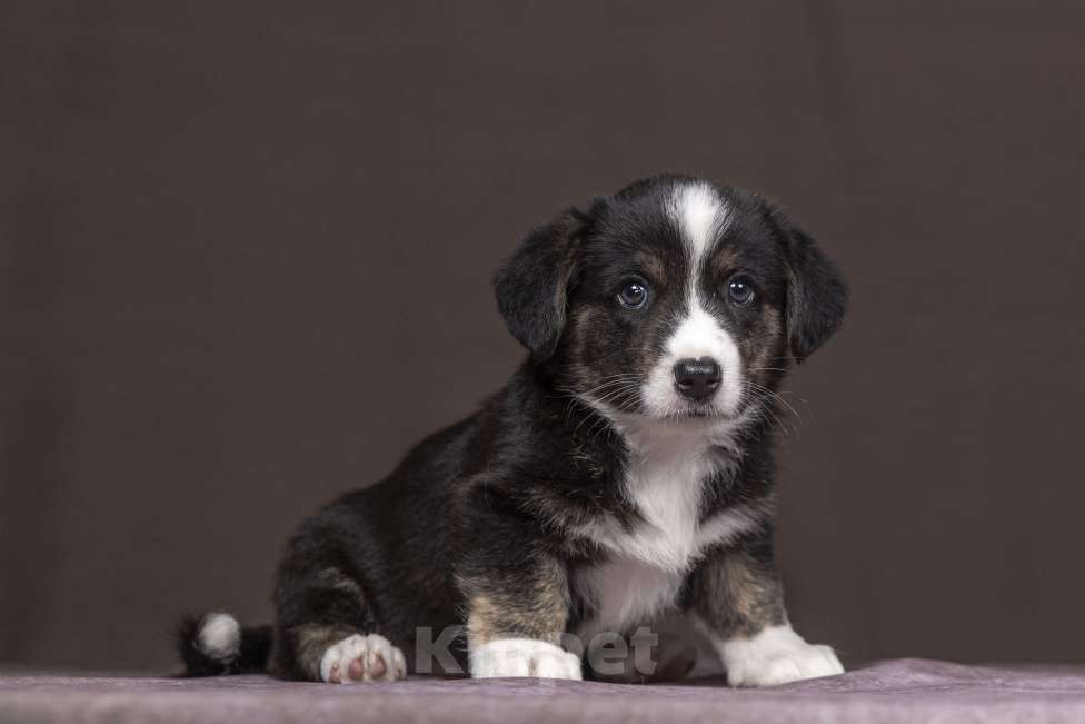 Собаки в Видном: Щенки вельш корги кардиган  Девочка, 40 000 руб. - фото 1