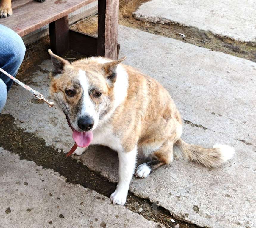 Собаки в Москве: Мега ласковая собака Тигруша в поисках своей семьи Девочка, Бесплатно - фото 9