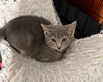 Кошки в Сосновом Бору: Котенок Магнезия Девочка, Бесплатно - фото 5