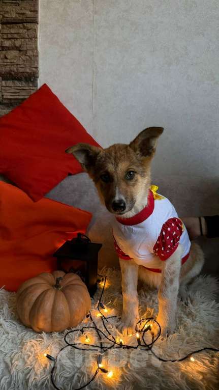 Собаки в Санкт-Петербурге: Щенок Мила Девочка, Бесплатно - фото 5