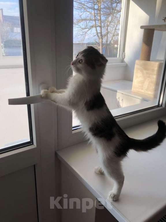 Кошки в других городах Крыма: Маленькое спасенное счастье ищет добрый  дом  Девочка, Бесплатно - фото 1