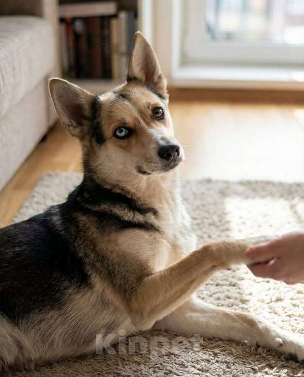 Собаки в Москве: Сия - миниатюрная девочка с глазами из разных миров Девочка, Бесплатно - фото 8