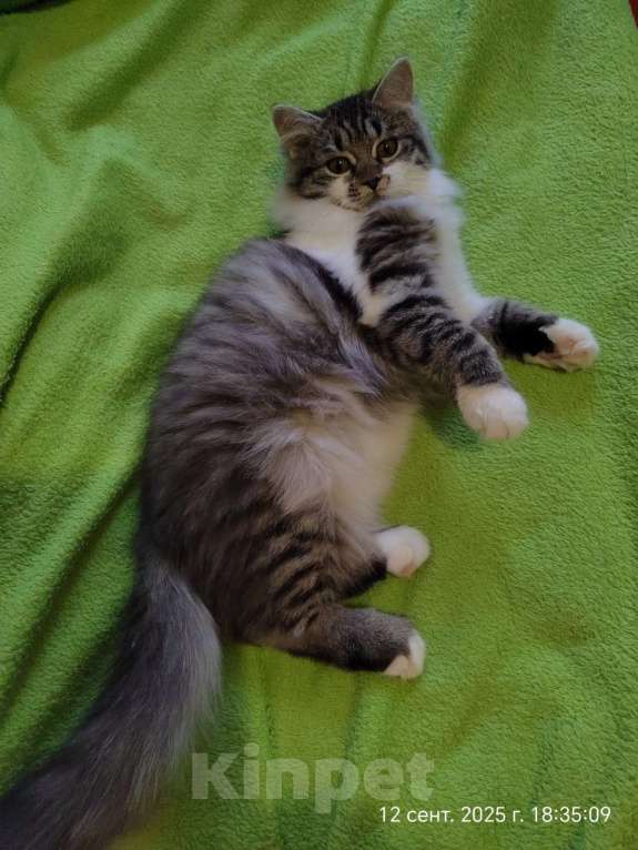 Кошки в Старом Купавне: Котенок в добрые руки Девочка, Бесплатно - фото 8