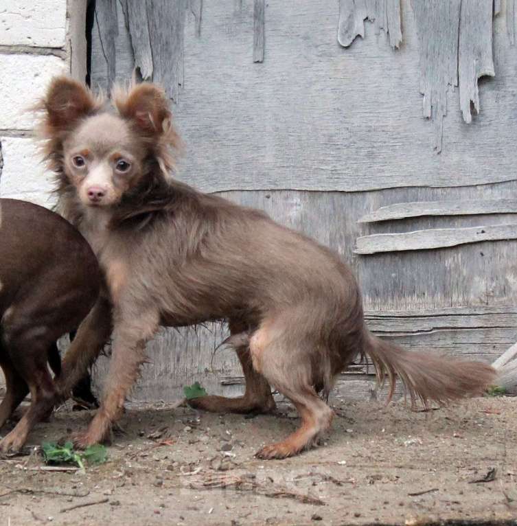 Собаки в Волгограде: Эксклюзивный - Мальчик лиловый длинношерстный Мальчик, 50 000 руб. - фото 3
