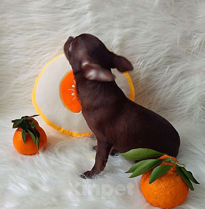 Собаки в Санкт-Петербурге: шоколадный мальчик 5 мес мелкий стандарт Мальчик, 27 000 руб. - фото 5