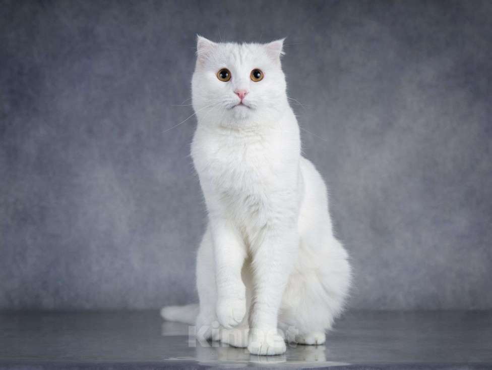 Кошки в Москве: Интеллигентный ласковый глухой котик Эклер Мальчик, Бесплатно - фото 4