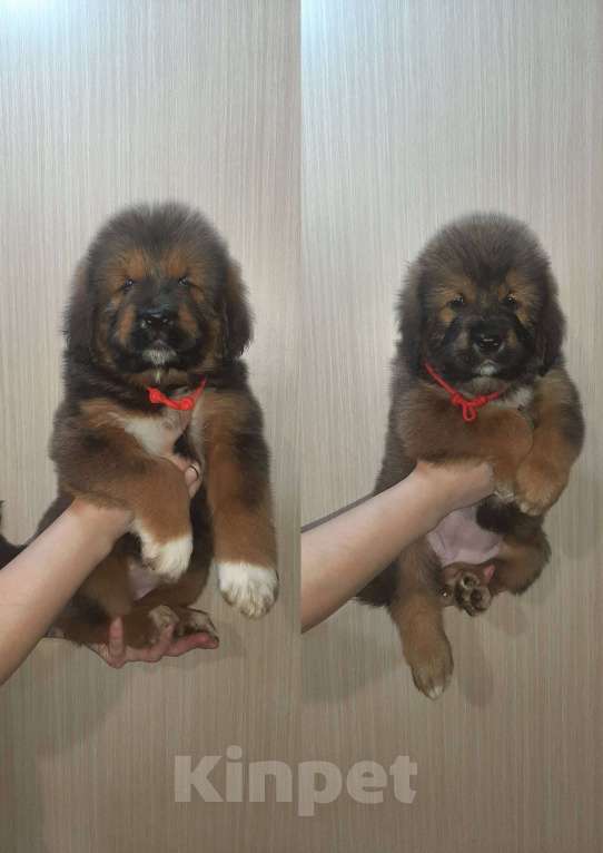 Собаки в Курганинске: Щенки тибетского мастифа  Девочка, Бесплатно - фото 5