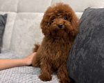Собаки в Лиски: Той-пудель  Мальчик, 80 000 руб. - фото 3