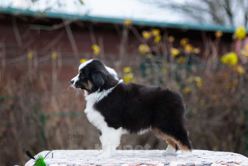 Собаки в Москве: Миниатюрная американская овчарка (мини-аусси) Девочка, 100 000 руб. - фото 4