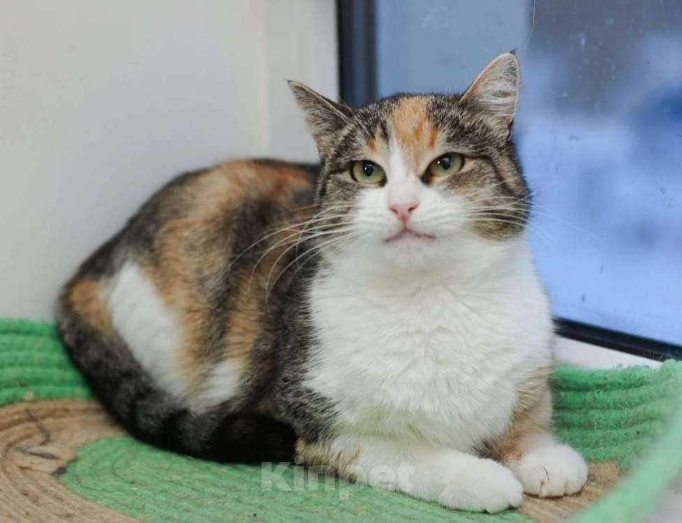 Кошки в Москве: Ищет дом кошечка Пикси Девочка, Бесплатно - фото 6
