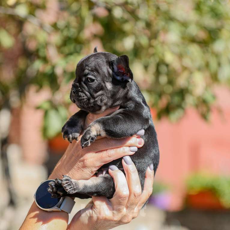 Собаки в Нижнем Новгороде: красивый парень французского бульдога Мальчик, 40 000 руб. - фото 2