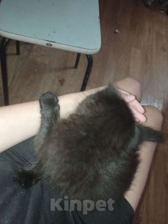 Кошки в Набережных Челнах: Котята Мальчик, Бесплатно - фото 3