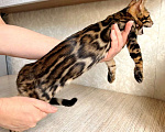 Кошки в Москве: Клубные бенгальские котята - мальчик Мальчик, 50 000 руб. - фото 2