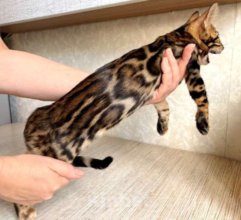 Кошки в Москве: Клубные бенгальские котята - мальчик Мальчик, 50 000 руб. - фото 2