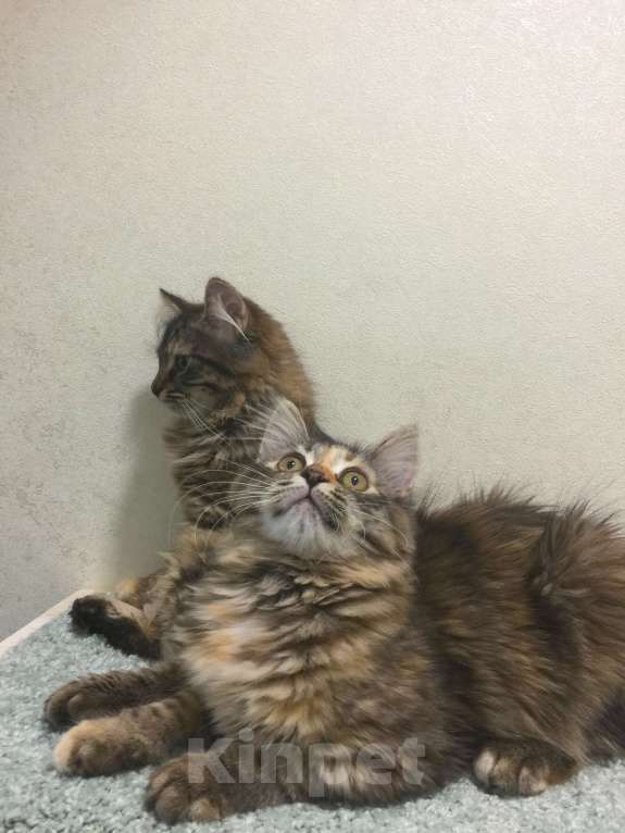 Кошки в Санкт-Петербурге: Сибирские котята Девочка, 45 000 руб. - фото 7