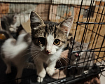 Кошки в Калуге: В добрые руки Мальчик, Бесплатно - фото 3