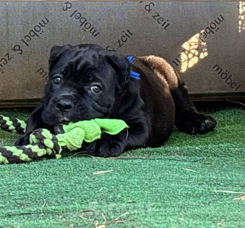 Собаки в других городах Московской области: В питомнике Ретро Роше открыт к продаже помет дата рождения 01.08.2025 Мальчик, 120 000 руб. - фото 2