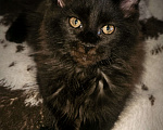 Кошки в Санкт-Петербурге: Котенок мэйнкун Мальчик, 40 000 руб. - фото 2