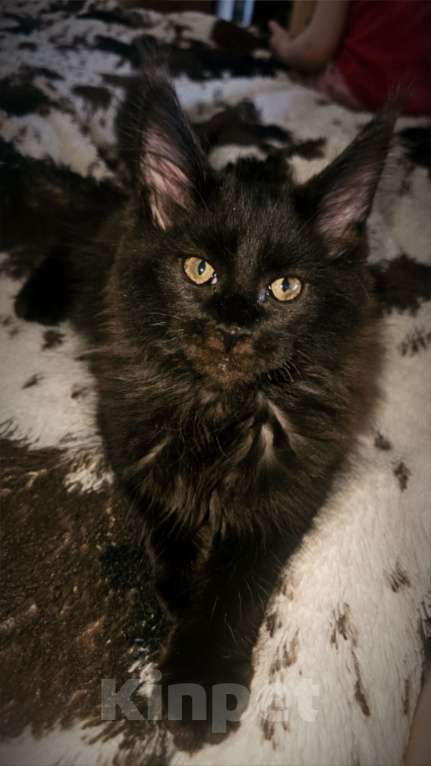 Кошки в Санкт-Петербурге: Котенок мэйнкун Мальчик, 40 000 руб. - фото 2