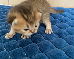 Кошки в Костроме: Котята 13.06.2026 г.р. От чистокровных родиьелей,шотландская золотая шиншилла Мальчик, 15 000 руб. - фото 4