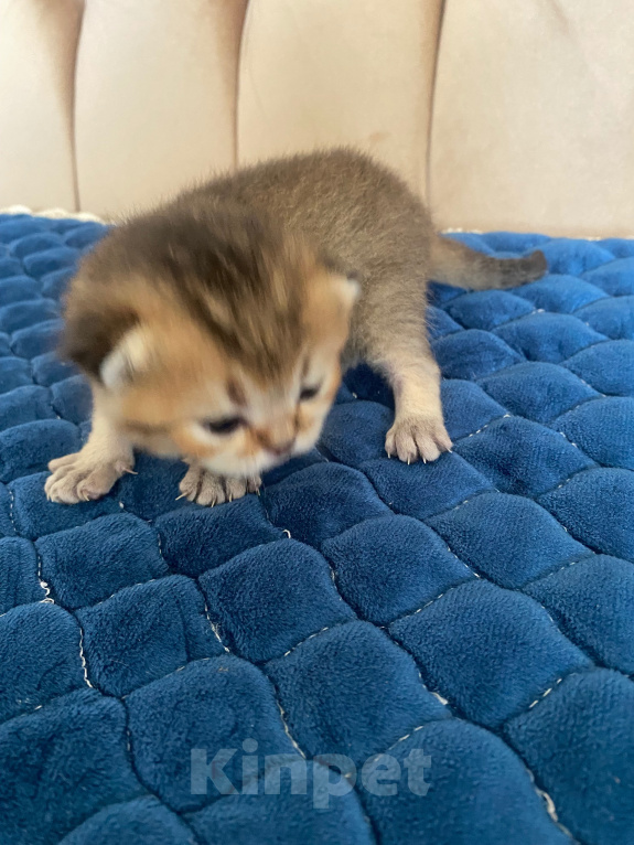 Кошки в Костроме: Котята 13.06.2026 г.р. От чистокровных родиьелей,шотландская золотая шиншилла Мальчик, 15 000 руб. - фото 4