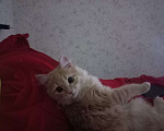 Кошки в Саратове: Отдам кошку в добрые руки,срочно Девочка, 20 руб. - фото 1