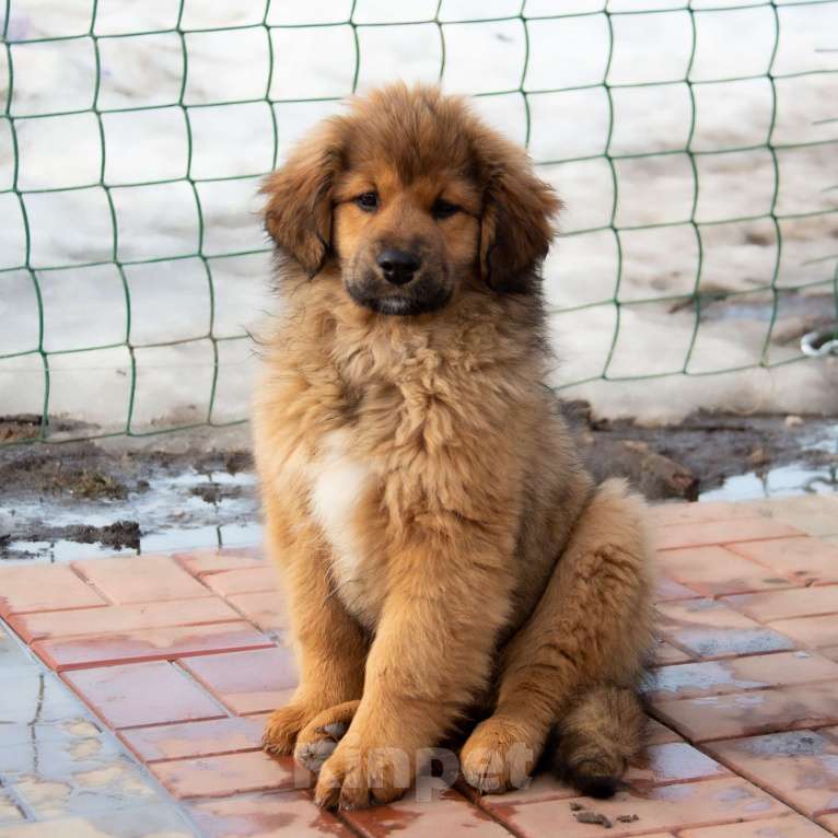 Собаки в Москве: Байра Девочка, Бесплатно - фото 3