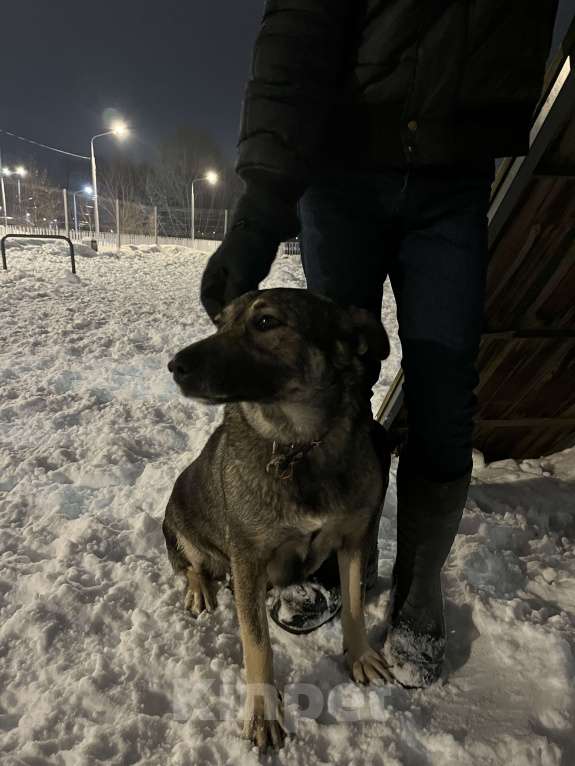 Собаки в Москве: Собака в добрые руки Девочка, Бесплатно - фото 8