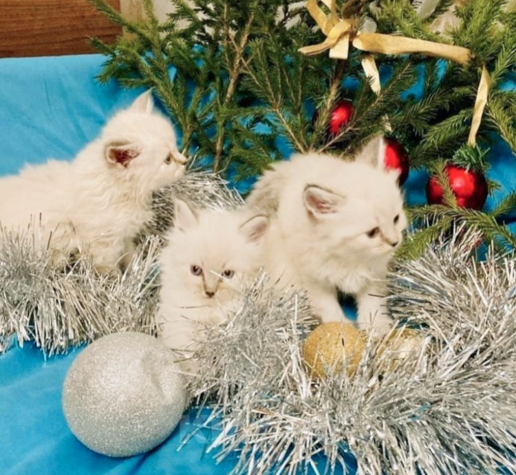 Кошки в Москве: Рэгдолл котики Blue-colorpoint Мальчик, 65 000 руб. - фото 2