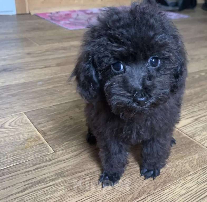 Собаки в Темрюке: Мальчики и девочки Девочка, Бесплатно - фото 3