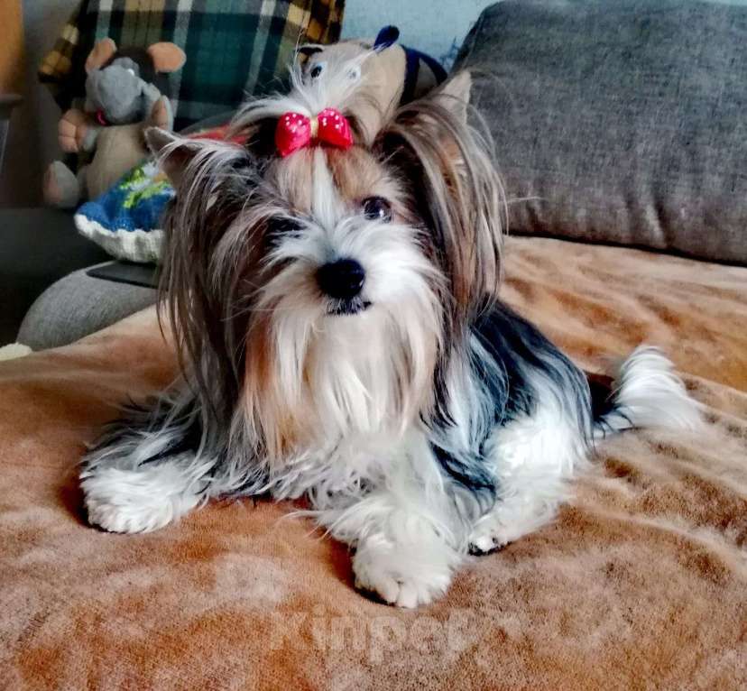 Собаки в Наро-Фоминске: Щенки Бивер-Йорка Мальчик, 55 000 руб. - фото 7