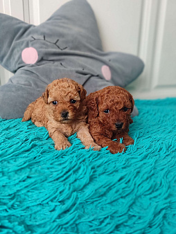 Щенки той пудель