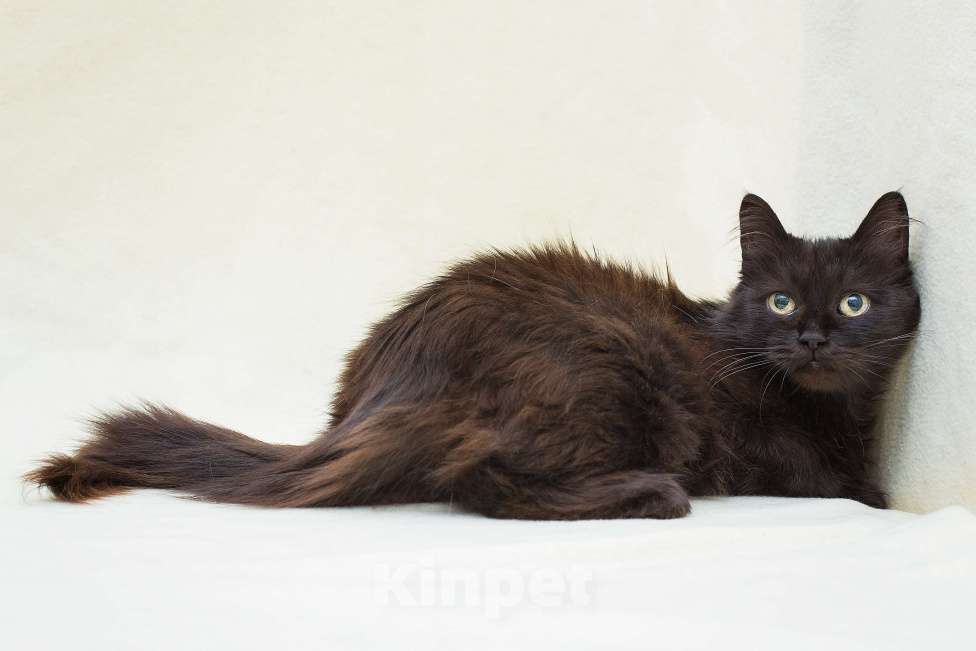 Кошки в Москве: Укотовим семью без вредных привычек и финансовых трудностей Девочка, Бесплатно - фото 2