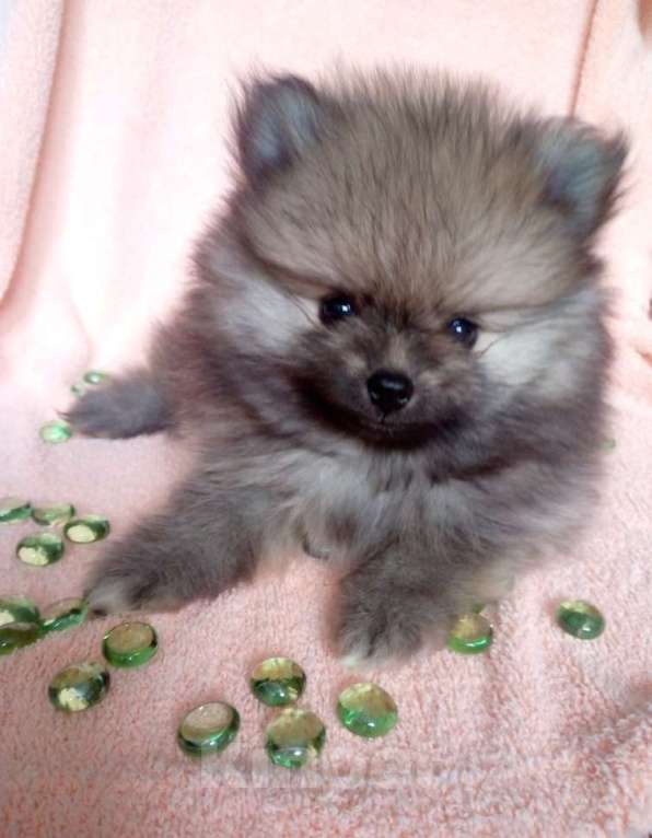 Собаки в Москве: Померанский шпиц мини мишка Мальчик, Бесплатно - фото 3