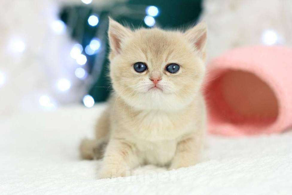 Кошки в Москве: Британская девочка Умница Девочка, 70 000 руб. - фото 8