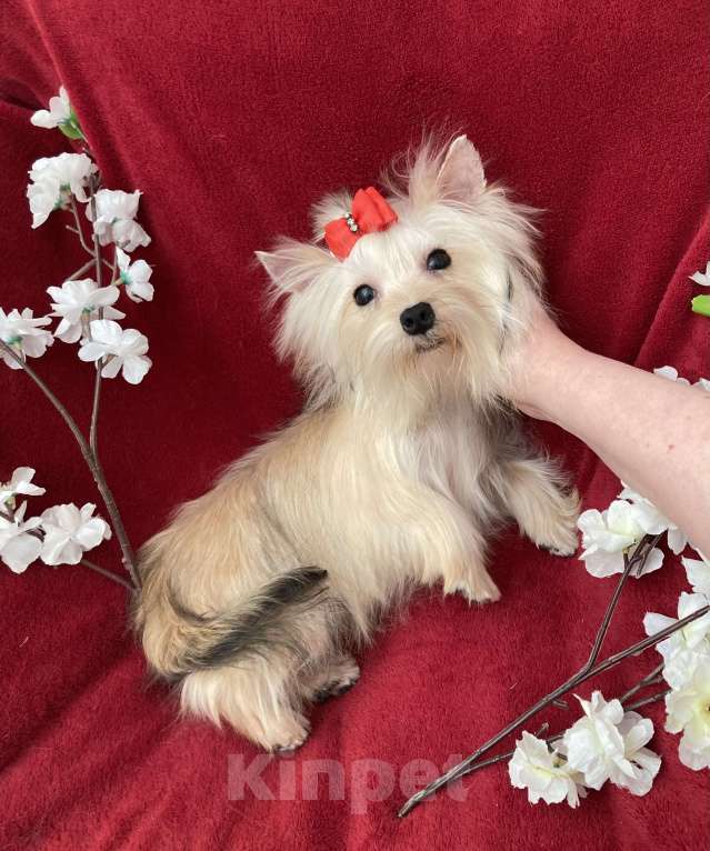 Собаки в Москве: Подрощенный йорк мини девочка золотая Девочка, 80 000 руб. - фото 10