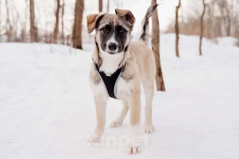 Собаки в Москве: Эйприл Девочка, Бесплатно - фото 5