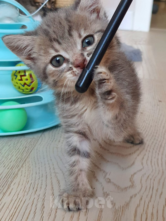 Кошки в Красногорске: Котенок девочка 1,5 месяца ищет дом Девочка, Бесплатно - фото 2
